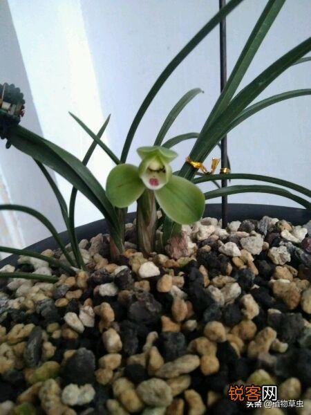 兰花西神梅香吗？
