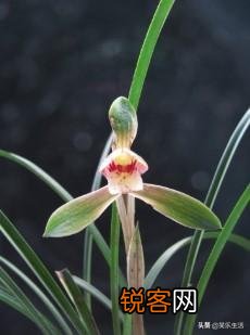 哪种兰花最雅致？