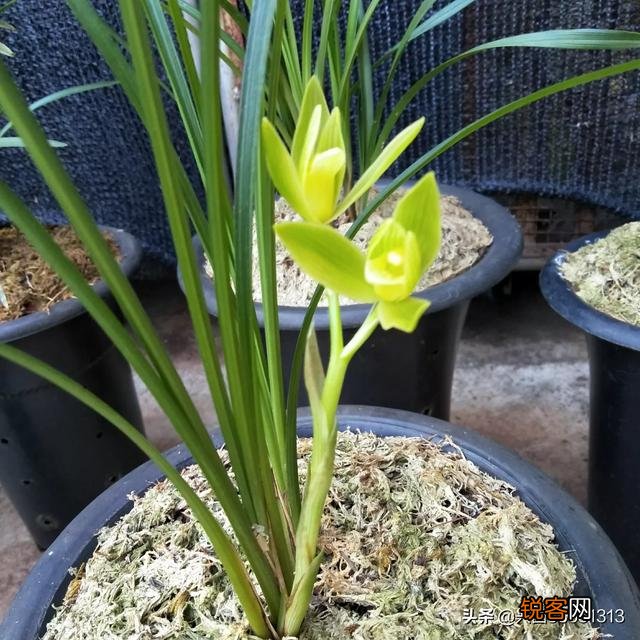 哪种兰花最雅致？