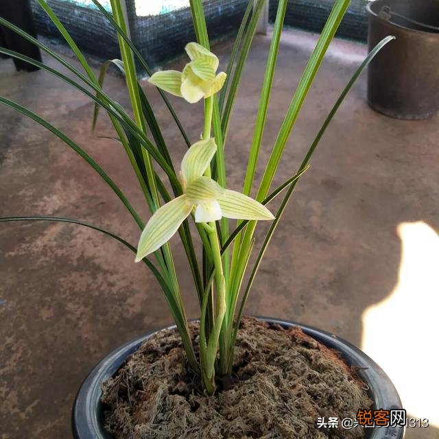 哪种兰花最雅致？
