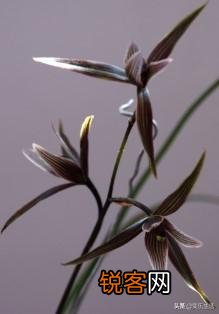 哪种兰花最雅致？