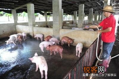 朋友提意投资合建个母猪场。前景如何？有懂行的吗？