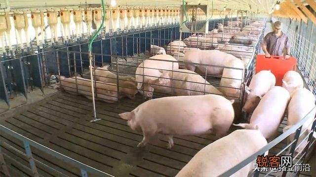 盖一栋二十头母猪,年出栏五六百头猪的猪舍,不算猪苗基建,成本需要多少？