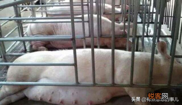 盖一栋二十头母猪,年出栏五六百头猪的猪舍,不算猪苗基建,成本需要多少？