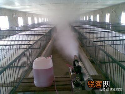 盖一栋二十头母猪,年出栏五六百头猪的猪舍,不算猪苗基建,成本需要多少？