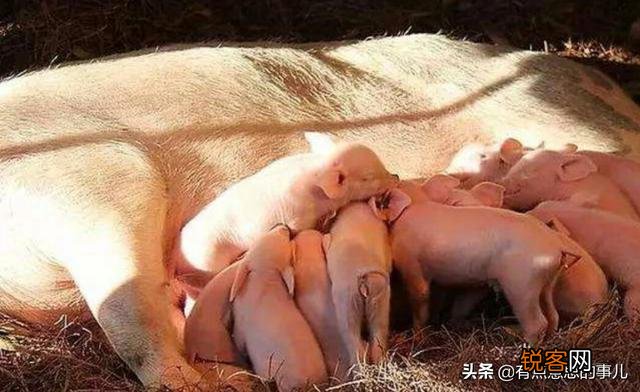 盖一栋二十头母猪,年出栏五六百头猪的猪舍,不算猪苗基建,成本需要多少？