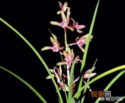 哪儿的蕙兰最香？