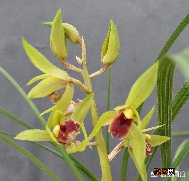 哪儿的蕙兰最香？