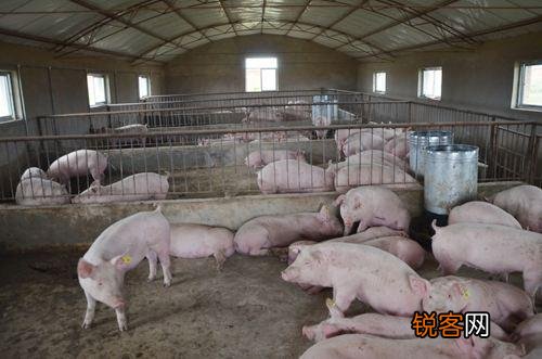 现在投资500万元建一个现代化生猪代养场只育肥,前景怎么样？