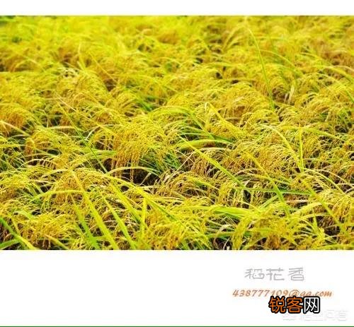 世界上什么花最香？