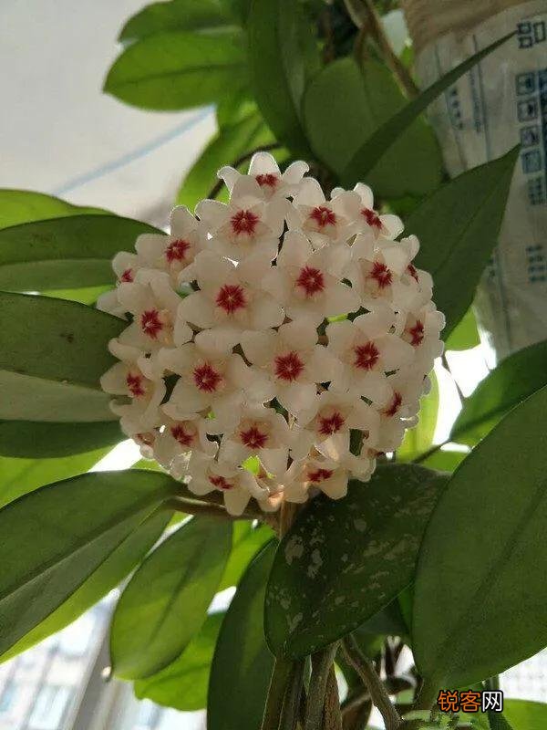 球兰哪个品种开花最香？