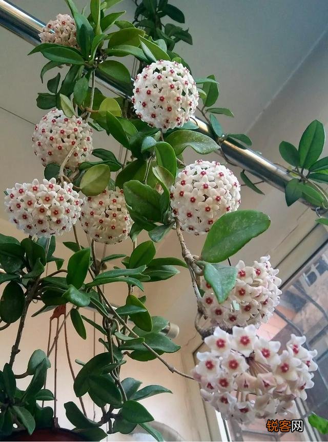 球兰哪个品种开花最香？