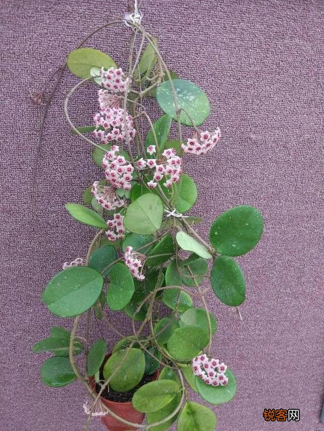 球兰哪个品种开花最香？