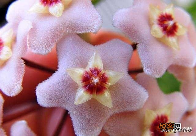 球兰哪个品种开花最香？