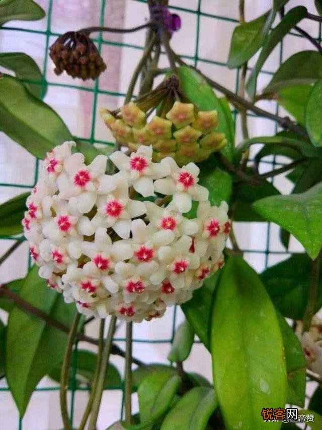 球兰哪个品种开花最香？