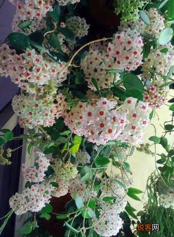 球兰哪个品种开花最香？