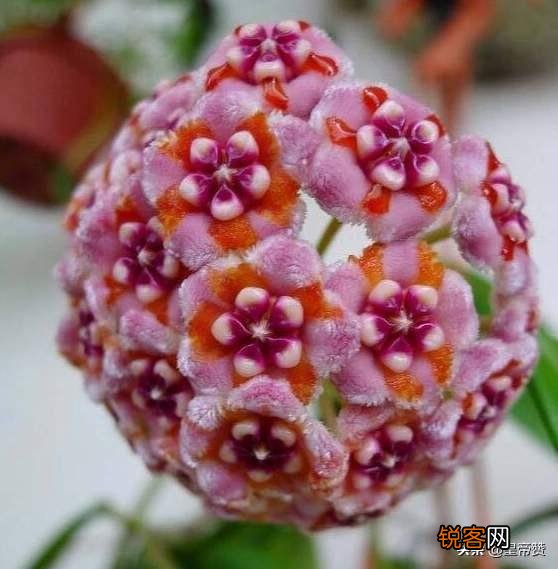 球兰哪个品种开花最香？
