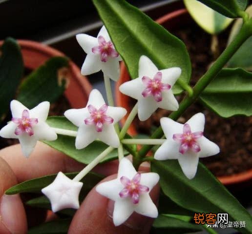 球兰哪个品种开花最香？