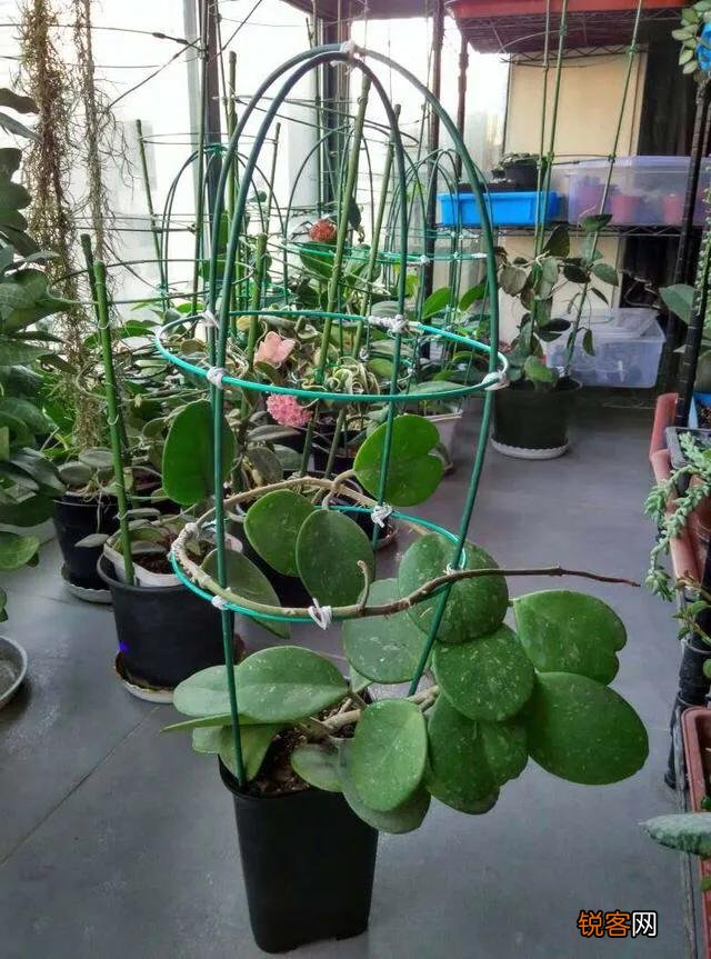 球兰哪个品种开花最香？