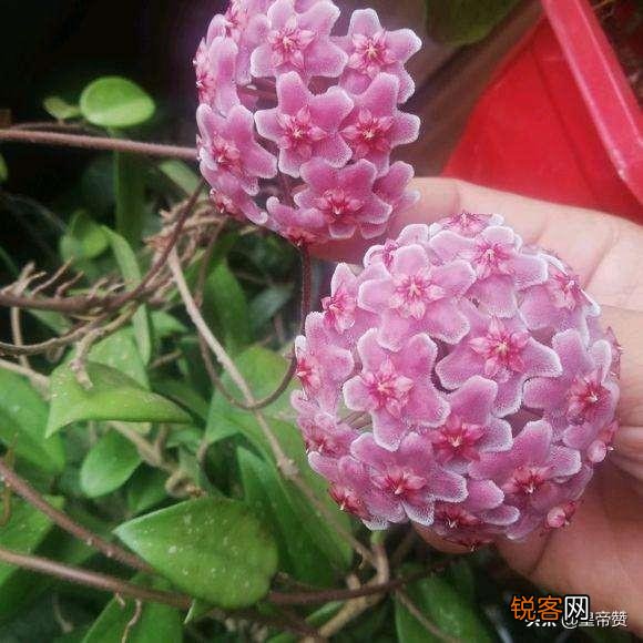 球兰哪个品种开花最香？