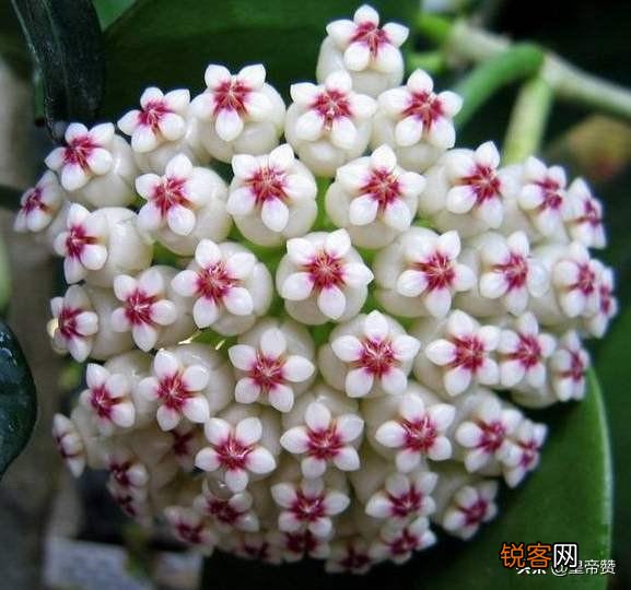 球兰哪个品种开花最香？