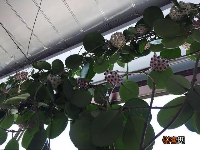 球兰哪个品种开花最香？