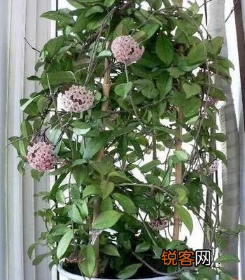 球兰哪个品种开花最香？