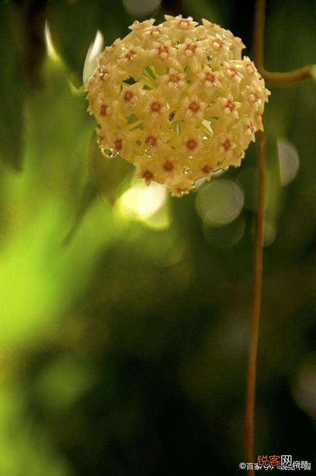 球兰哪个品种开花最香？