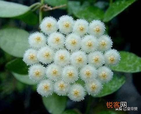 球兰哪个品种开花最香？