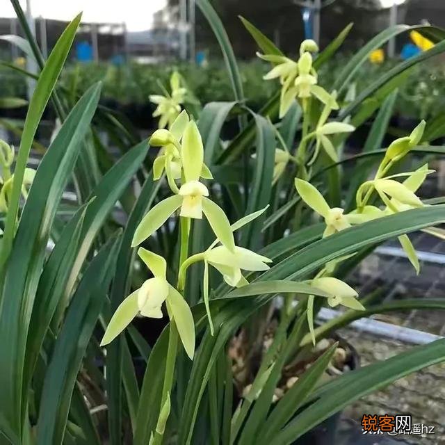 哪种兰花价格不贵复花快,开花多又香呢？