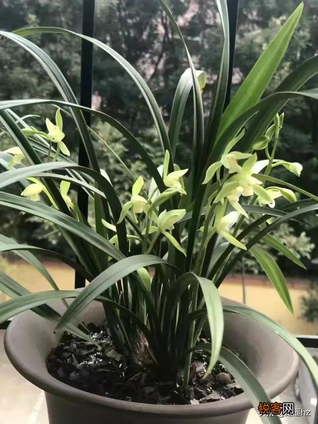 哪种兰花价格不贵复花快,开花多又香呢？