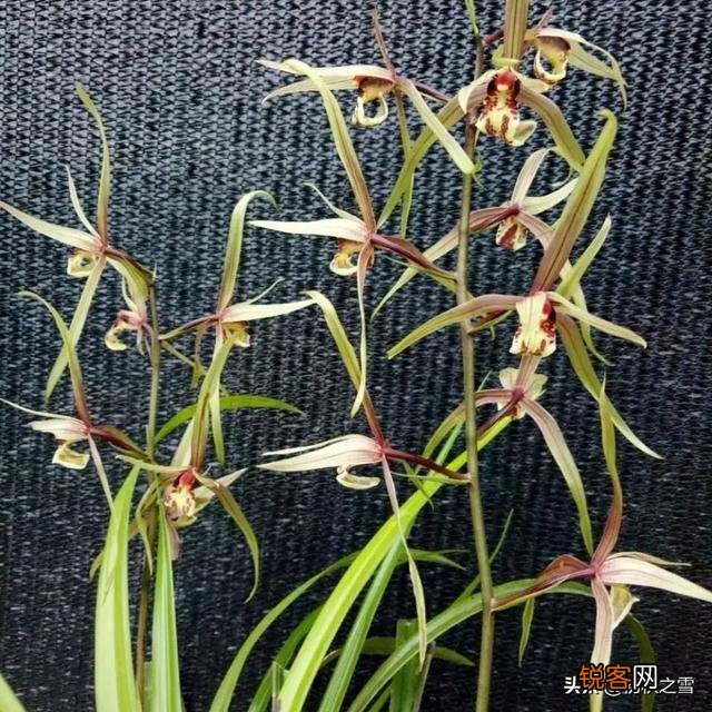 哪种兰花价格不贵复花快,开花多又香呢？