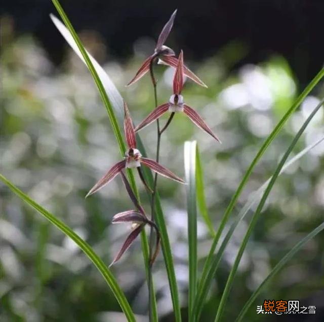 哪种兰花价格不贵复花快,开花多又香呢？