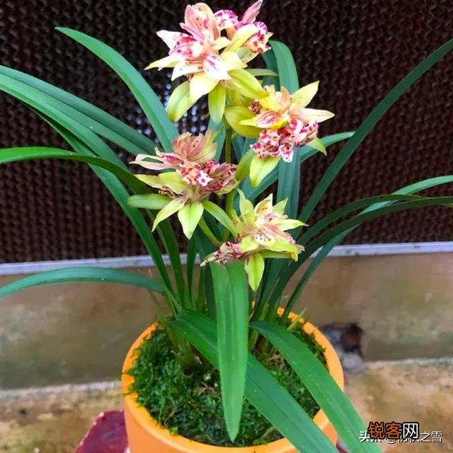 哪种兰花价格不贵复花快,开花多又香呢？