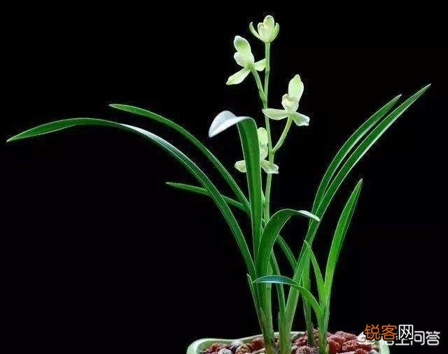 哪种兰花价格不贵复花快,开花多又香呢？