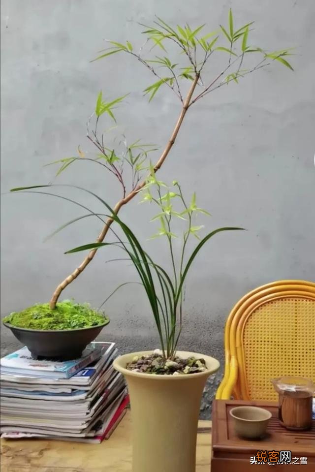 哪种兰花价格不贵复花快,开花多又香呢？