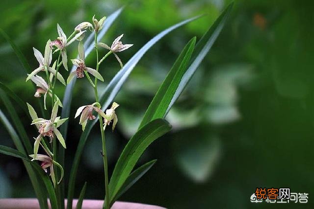 哪种兰花价格不贵复花快,开花多又香呢？