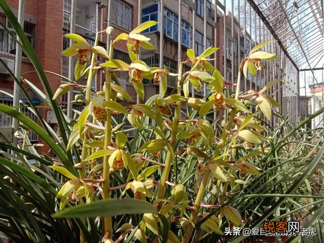 慧兰的品种最香是哪种？
