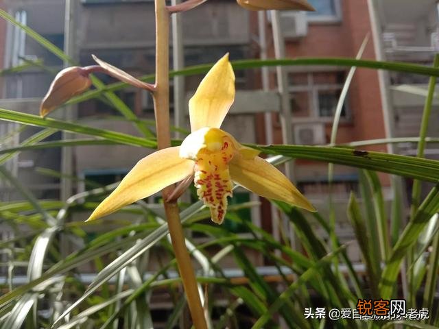 慧兰的品种最香是哪种？