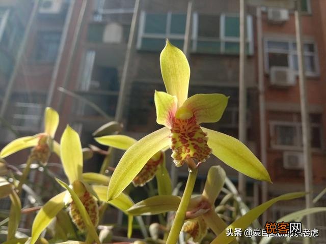 慧兰的品种最香是哪种？
