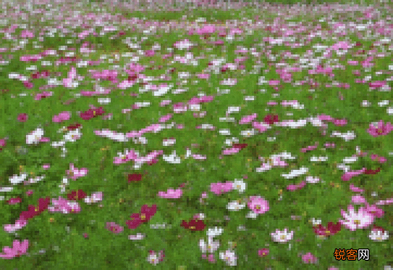 粉粉的小花像什么