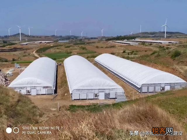 100万启动资金,准备投资养猪,是建猪场好,还是租猪场好？