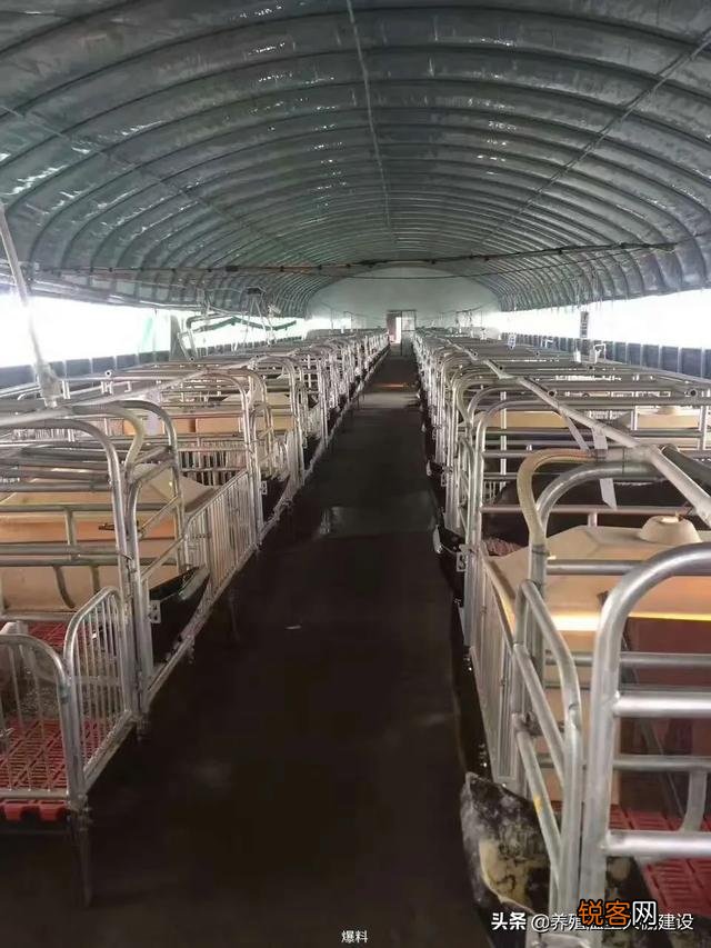 100万启动资金,准备投资养猪,是建猪场好,还是租猪场好？