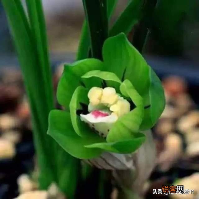 兰花什么品种最受欢迎,卖的最好？