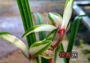 兰花什么品种最受欢迎,卖的最好？