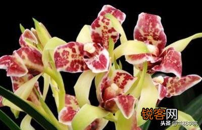 兰花什么品种最受欢迎,卖的最好？