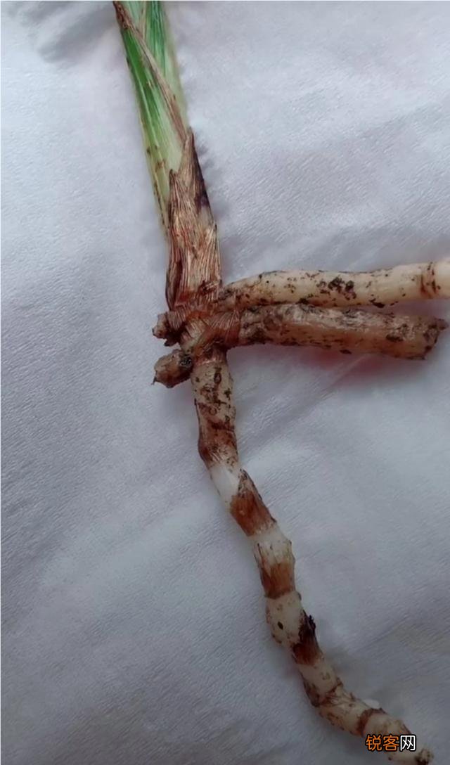 兰花什么品种最受欢迎,卖的最好？