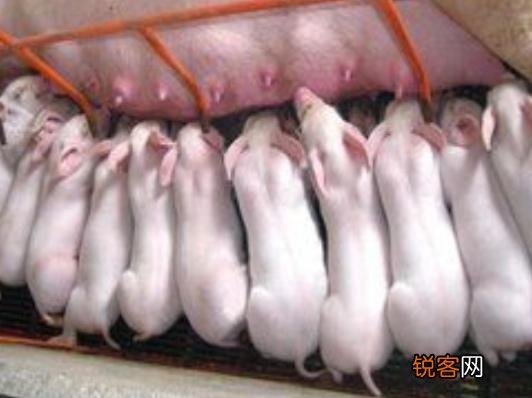 建5OOO平方米养猪场需要多少资金？