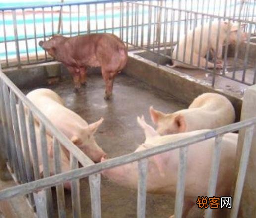 建5OOO平方米养猪场需要多少资金？