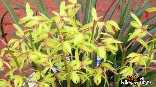 兰花有多少品种？哪个品种好养？